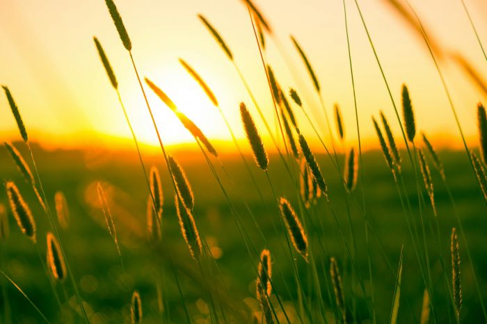 Summer Sun Yellow Photography Scaled